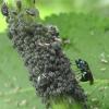 Omalus sp.